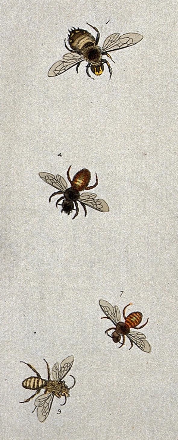 Harris bees 1766